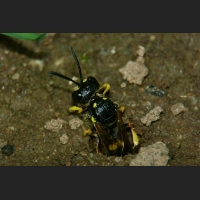 SDIM9525.jpg