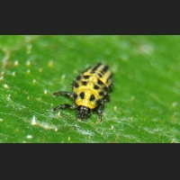 ZSDIM9378.jpg