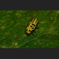 ZSDIM9481.jpg