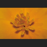 4SDIM8966.jpg