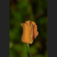 4SDIM9345.jpg