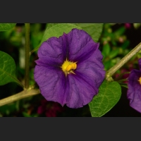 6SDIM9393.jpg