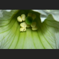 7SDIM9874_.jpg