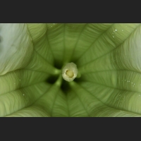 SDIM0485_.jpg