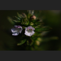 SDIM8448.jpg