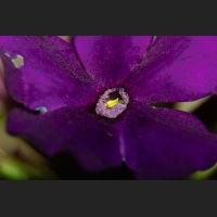 SDIM9022.jpg