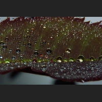 SDIM9132.jpg