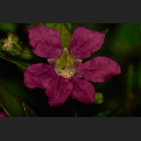 SDIM9394.jpg