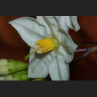 SDIM9398.jpg