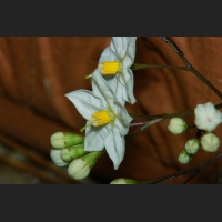 SDIM9404.jpg