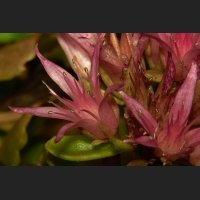 SDIM9425.jpg