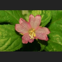 SDIM9794.jpg
